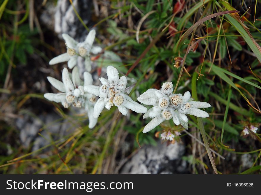 Several Edelweiss flowers in grass, Italian Dolomites. Several Edelweiss flowers in grass, Italian Dolomites.