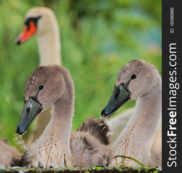Young grey swans with parent. Young grey swans with parent
