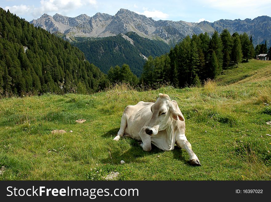 Lucky white cow sitting on the grass in Italian Alps. Lucky white cow sitting on the grass in Italian Alps.