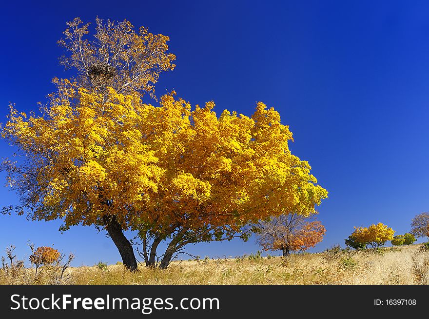 Autumn, the blue sky below the golden maples