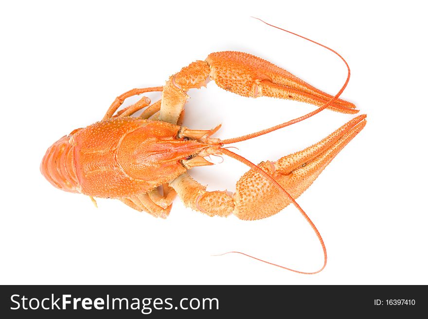 Closeup of isolated crayfish on white background