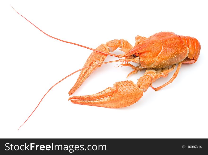 Crayfish