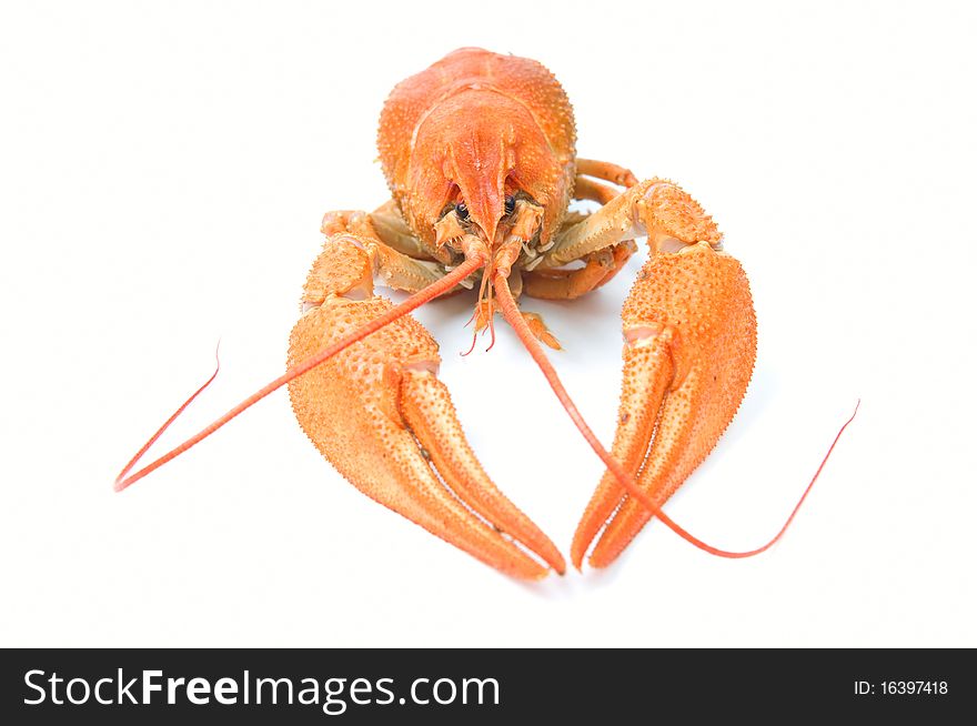 Closeup of isolated crayfish on white background