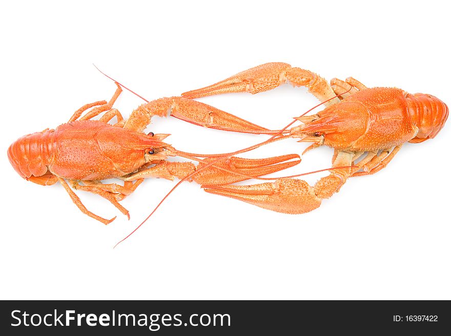 Closeup of isolated crayfish on white background