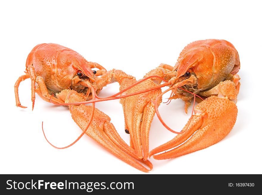 Closeup of isolated crayfish on white background