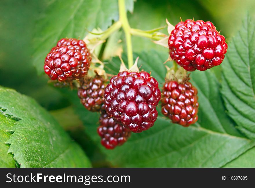 Ripe berries in the garden. Ripe berries in the garden