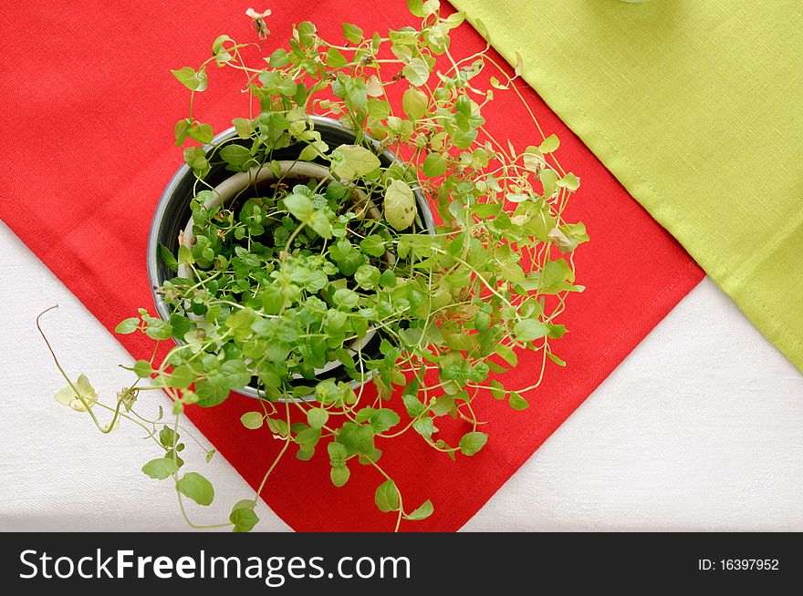 Green plant in a metal pot on a red and a white linen cloth