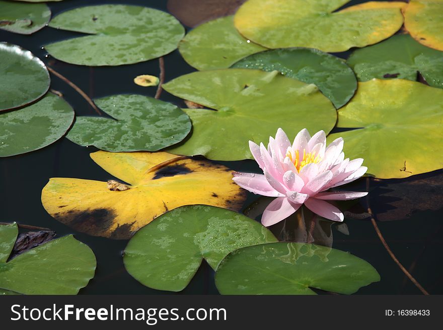 Water lily is on the water. Water lily is on the water