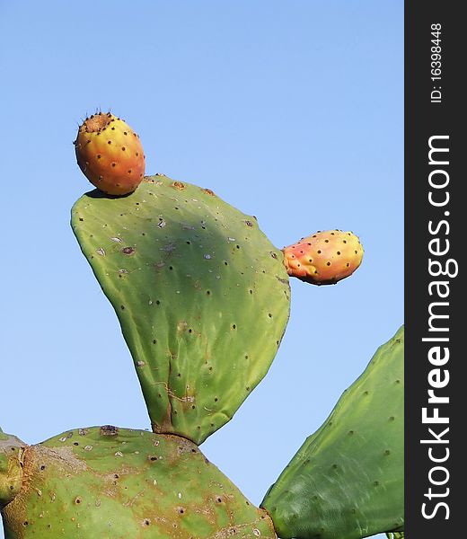 Close up of two fruits on a prickly pear against a blue sky