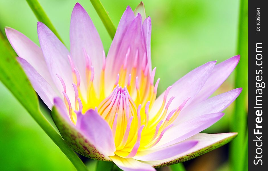 The lotus flower in full bloom