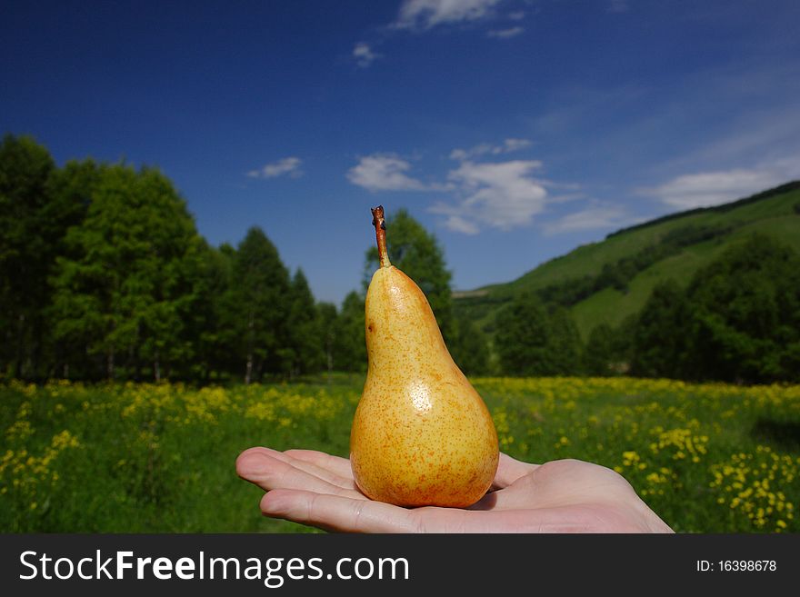 Pear on the palm and green fields