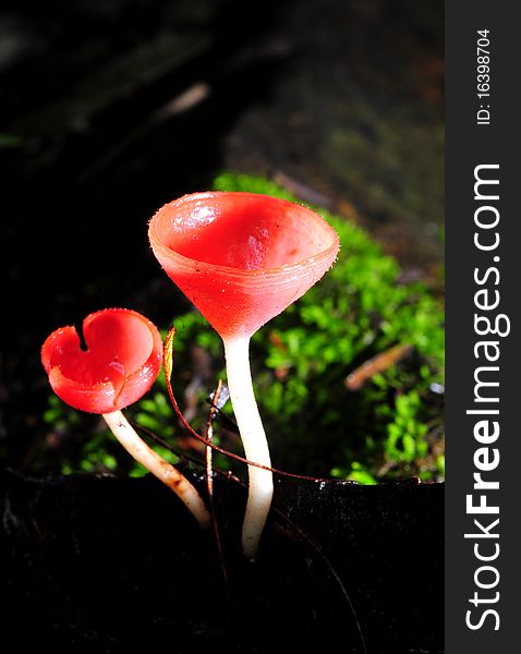 A small mushroom in tropical forest