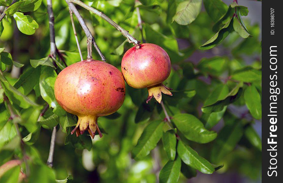 Two pink pomegranates on the tree branch with green leaves