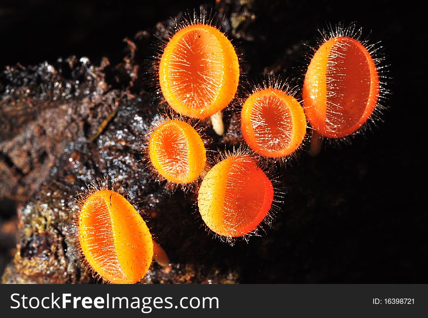 A small mushroom in tropical forest