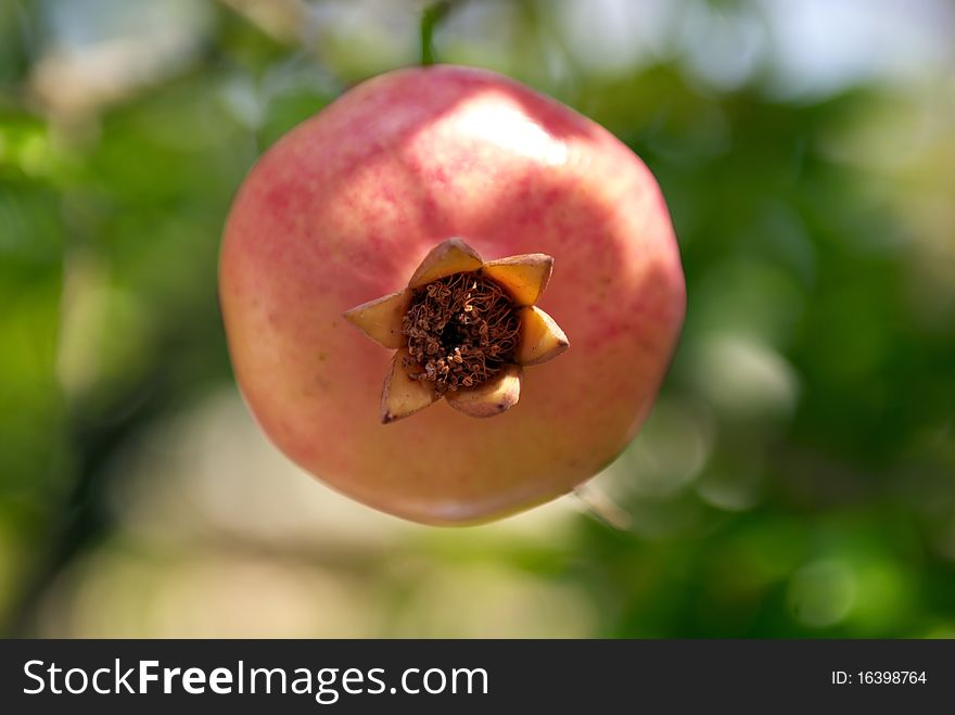 Bottom view of the pomegranate friut on a tree. Bottom view of the pomegranate friut on a tree