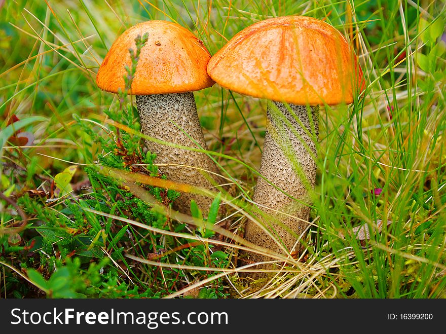 On the photo: Autumn forest landscape with mushrooms