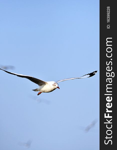 Free flying seagull at Bang pu -Thailand