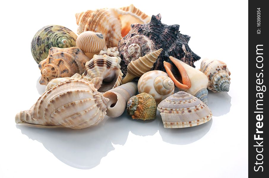 Collection of conch shells isolated on white