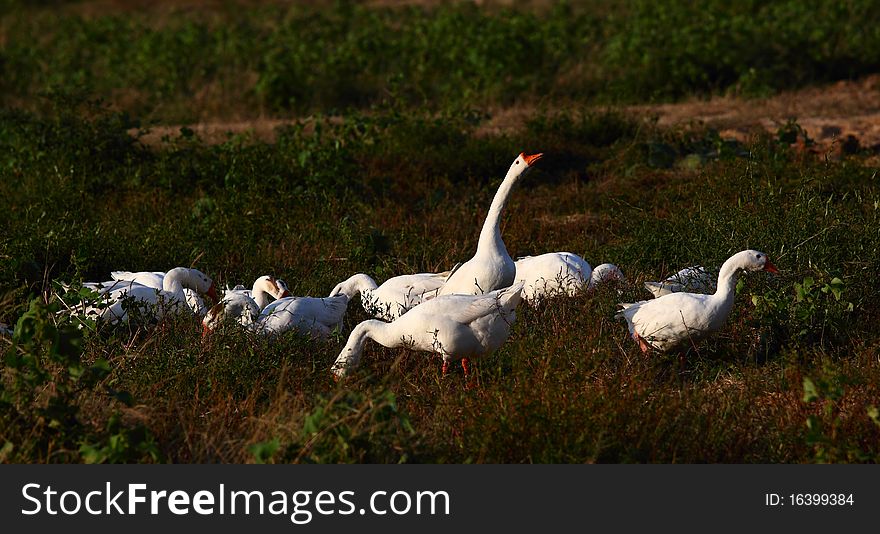 A group of goose on field. A group of goose on field.
