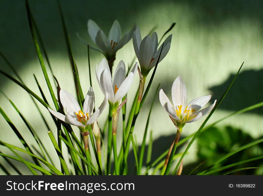 A white lily or zephyranthes candida. A white lily or zephyranthes candida