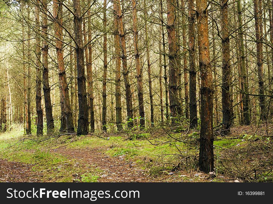 Pine trees, one after another. Pine trees, one after another.