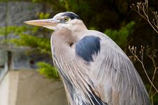 Great Blue Heron Royalty Free Stock Images