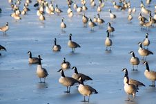 Flock Of Geese On Ice Royalty Free Stock Images