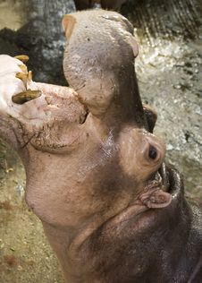 Hippopotamus Royalty Free Stock Photo
