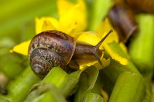 Snail And Water Lily Royalty Free Stock Image Snail And Water Lily Royalty Free Stock Image