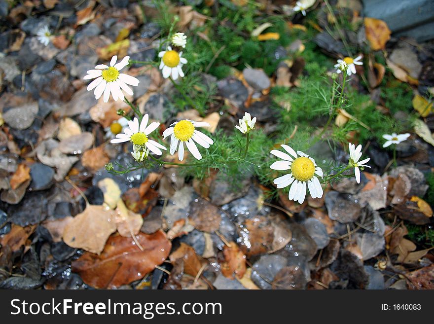 Beautiful autumn background with forest foliage ,daisies and rain drops. Beautiful autumn background with forest foliage ,daisies and rain drops