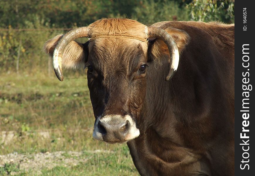 A picture of a cow head. A picture of a cow head