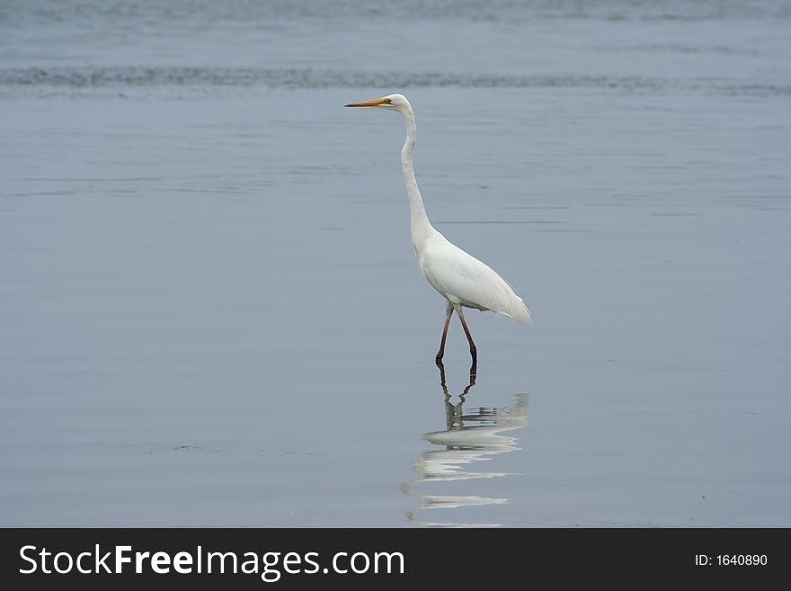 White Crane Stading In Water Weeds