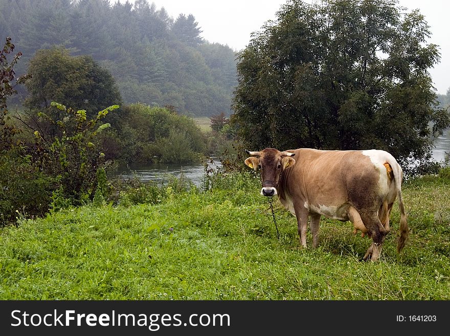 Cow on a meadow with nearby river