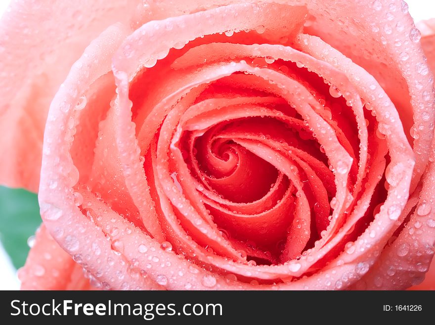 Closeup of pink rose petails covered dew