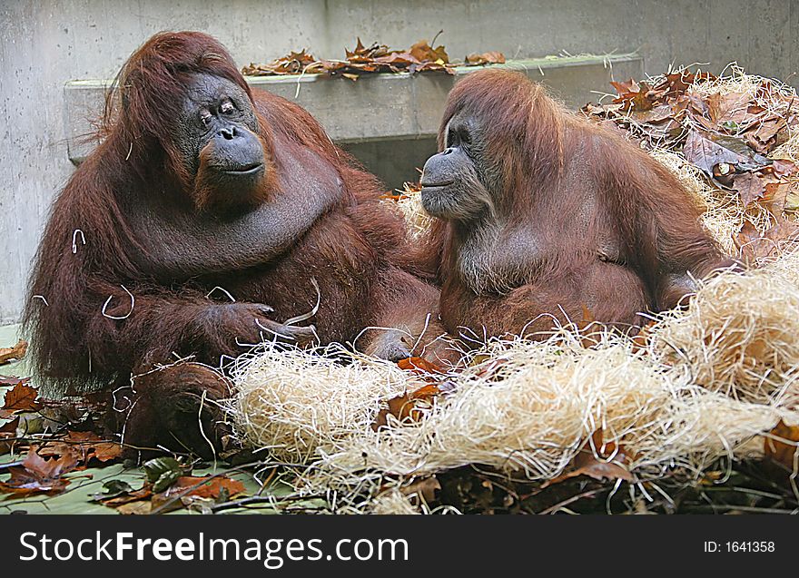 Portrait of Nice Orangutan Couple. Portrait of Nice Orangutan Couple