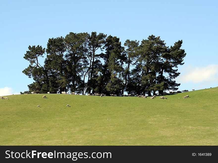 Eep grazing around a copse of trees on a farmland in New Zealand