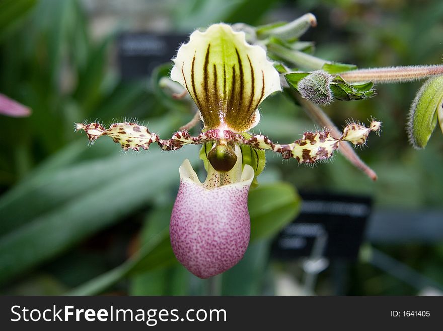 A macro image of a Paphiopedilum Victoria Regina Orchid flower