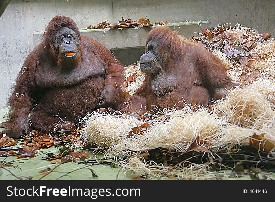 Portrait of Nice Orangutan Couple. Portrait of Nice Orangutan Couple