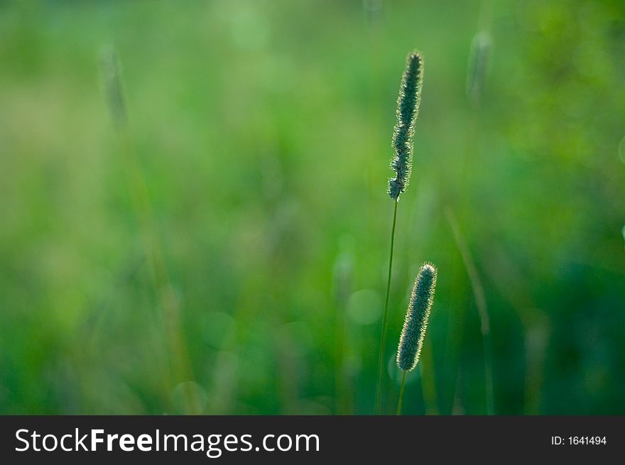 Blurried field grass suitable for background