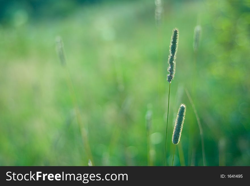 Blurried field grass suitable for background
