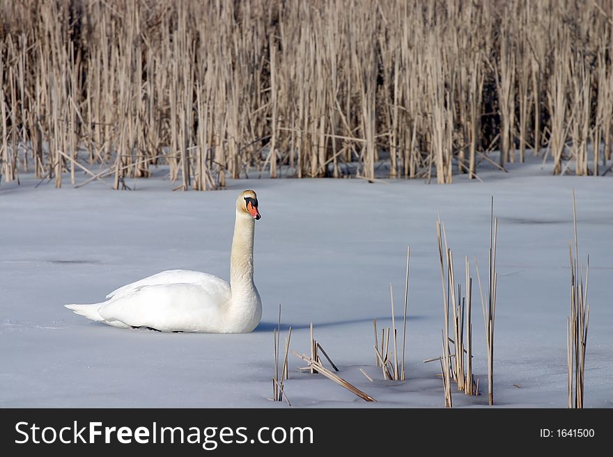 Swan sitting on frozen lake