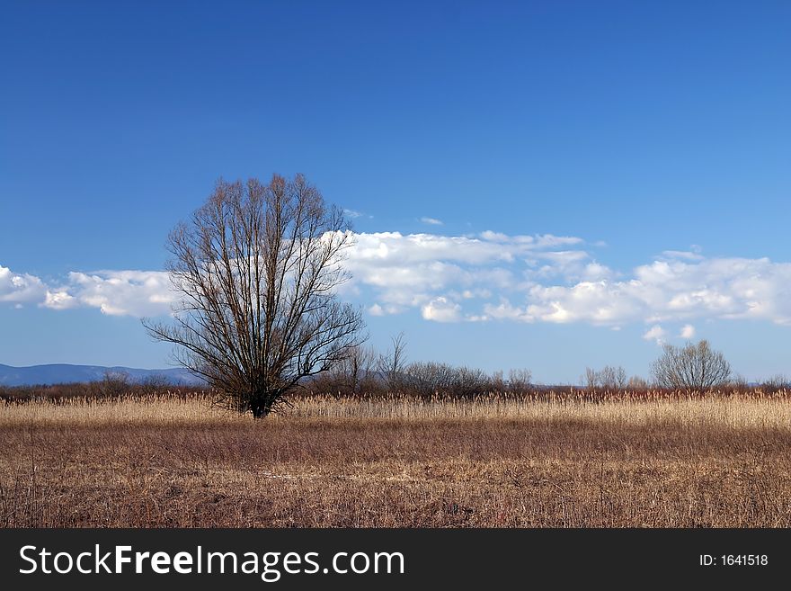 Lonely tree on meadow