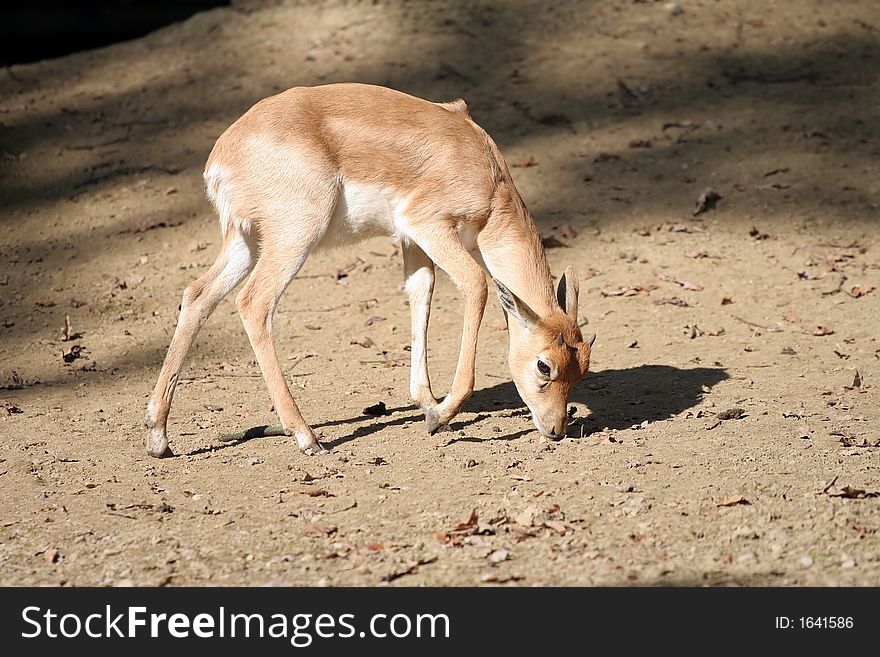 Young calf walking on bare ground