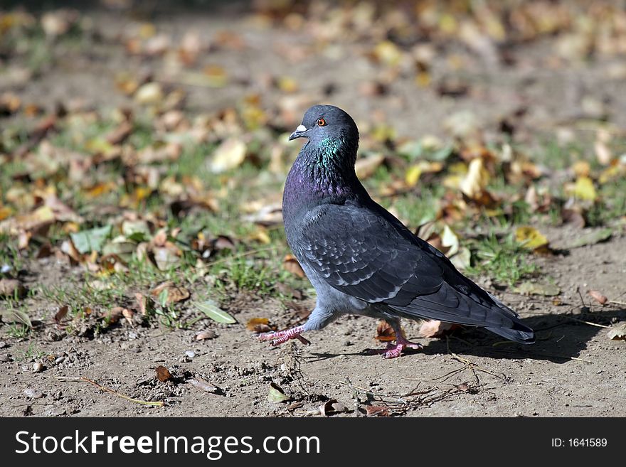 Pigeon on bare ground walking