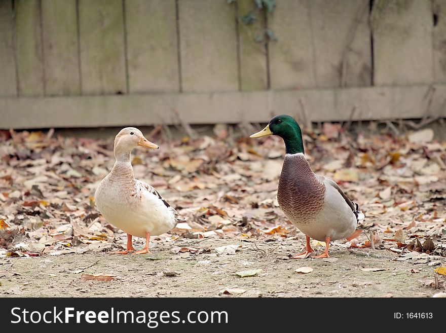 Couple of ducks looking at each other