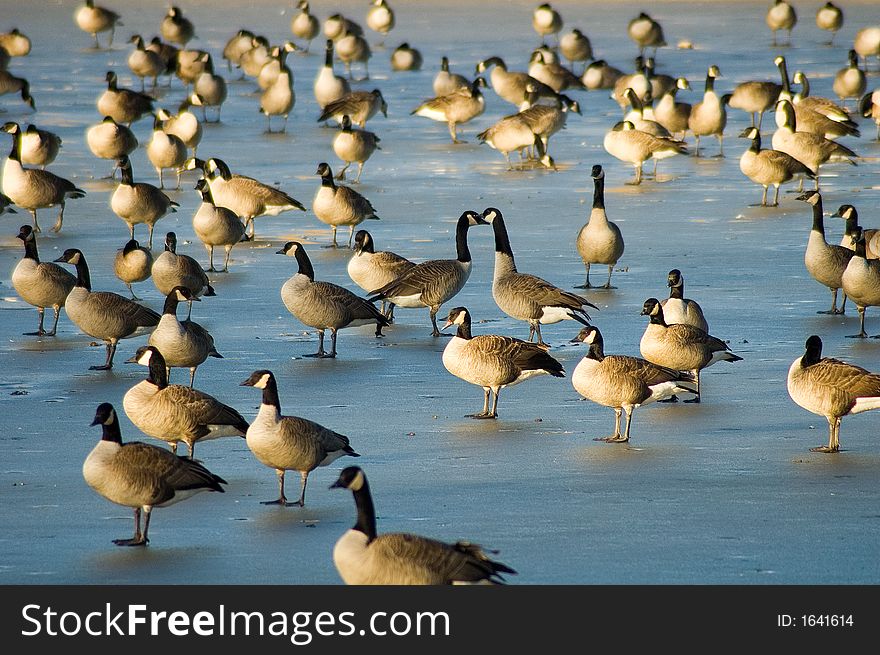 Two geese kissing while standing on frozen lake surrounded by other geese. Two geese kissing while standing on frozen lake surrounded by other geese.