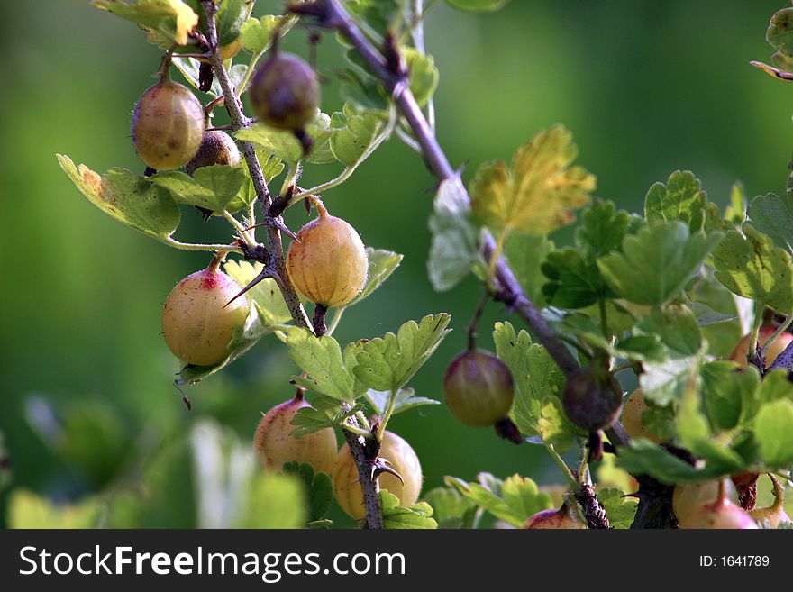 The berries of a gooseberry growing in a garden. The berries of a gooseberry growing in a garden