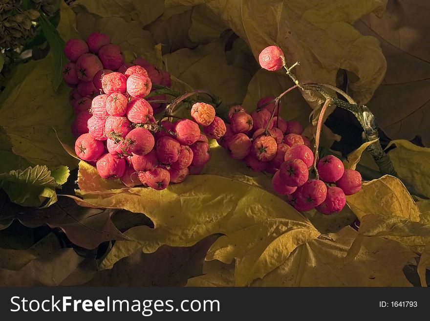 Rowanberry in the late autumn