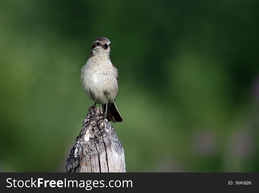 Red-backed Shrike, sitting on a column