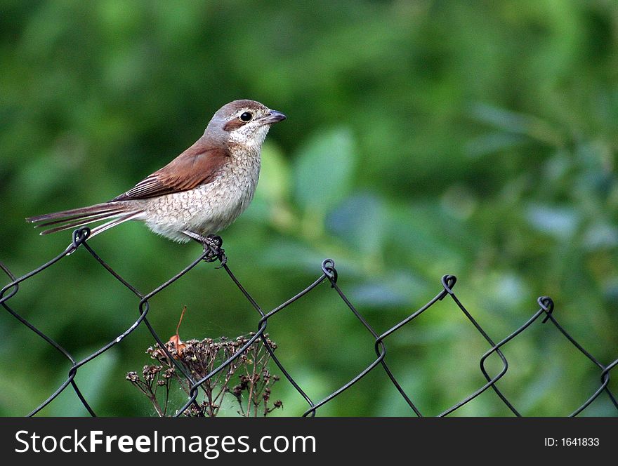 Red-backed Shrike, sitting on a fence. Red-backed Shrike, sitting on a fence